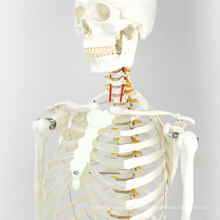 SKELETON01 (12361) Medizinische Wissenschaft Lebensgroße 170cm Skeleton Medical Anatomical Models